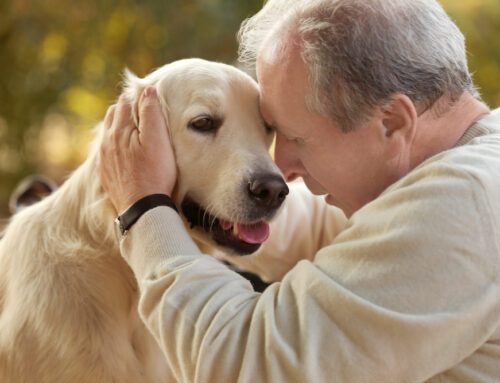 8 Ways That Pet Therapy Can Help Memory Care Residents